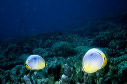 Archipel-des-Comores;-Corail;-Faune-marine;-France;-Kaleidos;-Kaleidos-images;-La-parole-à-limage;-Laurent-Abad;-Mayotte;-Océan-Indien;-Plongée;-Poisson-papillon;-Poissons;-Récif-corallien;-Stories-Pictures